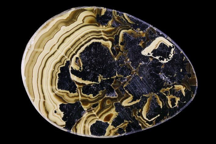 Polished Schalenblende Cabochon - Poland #96752